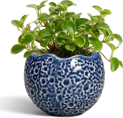 4 Inch Plant Pots - Small Ceramic Planter with Drainage Hole, Succulent Pots for Indoor Outdoor, Unique Round Planter, Modern Decorative Flower Pot, Desk Decor, Plant Lovers Gifts, Blue
