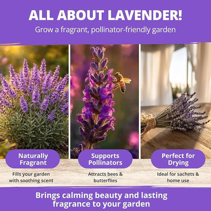 HOME GROWN Non GMO English Lavender Seeds 1,500+ Wildflower Seed for Planting Indoor/Outdoor, High Germination, Plant Flower Seeds (Lavandula antustifolia)