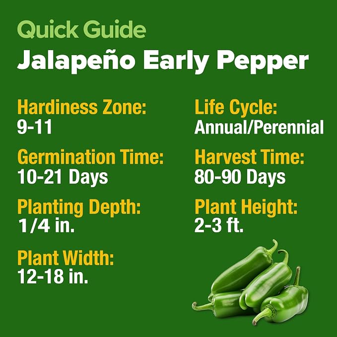 HOME GROWN Jalapeno Pepper Seeds 129+ Heirloom Non-GMO Seeds for Planting, High Germination, Mild to Medium Heat Hot Peppers, Prolific Garden Crop, Perfect for Salsa & Pickling (Capsicum annuum)