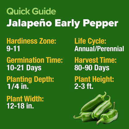 HOME GROWN Jalapeno Pepper Seeds 129+ Heirloom Non-GMO Seeds for Planting, High Germination, Mild to Medium Heat Hot Peppers, Prolific Garden Crop, Perfect for Salsa & Pickling (Capsicum annuum)