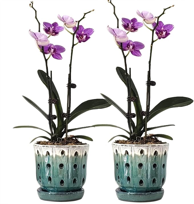 Orchid Pots 4.9 inch Ceramic Orchid Pots with Holes Set of 2 Cream Over Turquoise