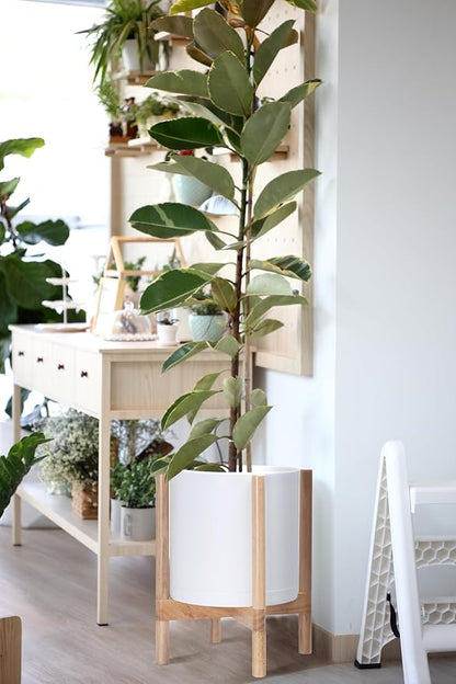 D'vine Dev Plastic Pot with Natural Wood Stand, White, 12 in, 55-C-P-1 | Mid-Century Inspired Design, Elevated Plant Display, Clean Lines, Sturdy Support, Modern Space-Saving Style