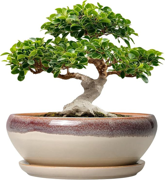 SQOWL Bonsai Pots 12 Inch - Large Ceramic Succulent Planters, Shallow Planter with Drainage Hole and Saucer, Round Bowl Planter for Indoor Outdoor Plants, Home Decor, Plant Lover Gifts, Beige