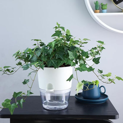 Oliz 6" Self Watering Pots for Indoor Plants, 3pk White w/Drainage Holes | Modern Decorative Garden Pots, Orchid Planters with Wick Ropes, African Violet Pots