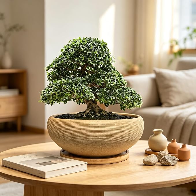 MUZHI 8 inch Round Unglazed Ceramic Bonsai Pot with Bamboo Tray, Shallow Plain Pottery Succulent Planter with Drainage Hole (8”)