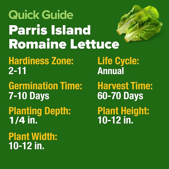 HOME GROWN Parris Island Romaine Lettuce Seeds 3,500+ Heirloom Non GMO, High Germination, Crisp Heads, Indoor Outdoor Hydroponic Garden, Crunchy Cos Lettuce, Slow to Bolt,Vitamin Rich (Lactuca sativa)