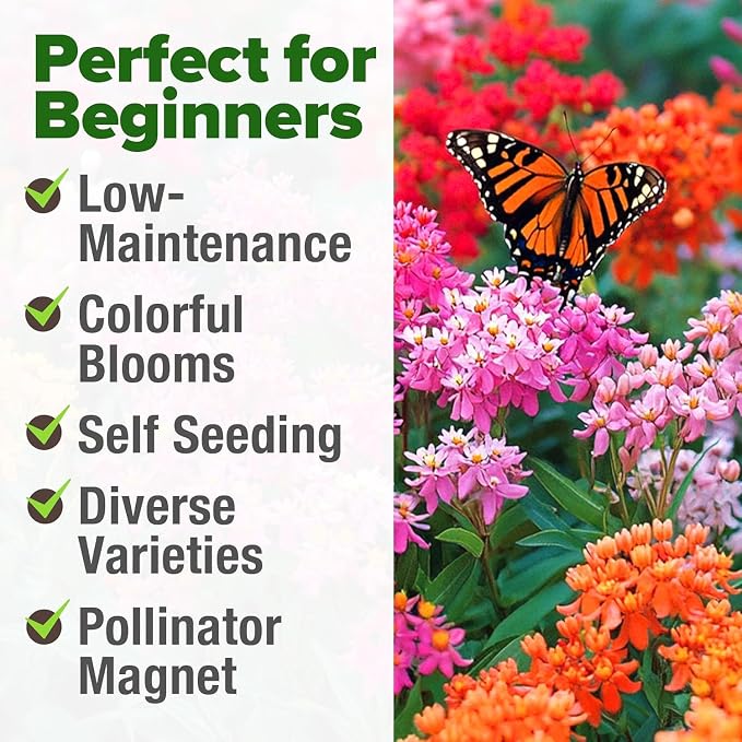 HOME GROWN Milkweed Flower Seeds - 500+ Heirloom Perennial Wildflower Seeds (5 Individual Varieties) Supports Monarch Habitat, Grows in Zones 3-11 (Asclepias syriaca)