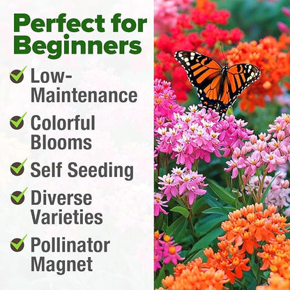 HOME GROWN Milkweed Flower Seeds - 500+ Heirloom Perennial Wildflower Seeds (5 Individual Varieties) Supports Monarch Habitat, Grows in Zones 3-11 (Asclepias syriaca)