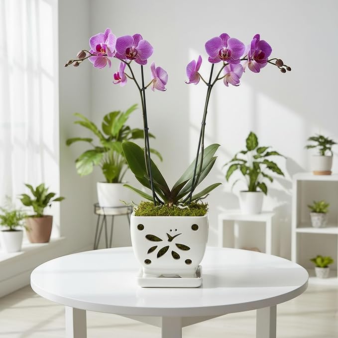 Orchid Pots with Holes Square Ceramic Orchid Planter Pots 5.5 inch (Cream)