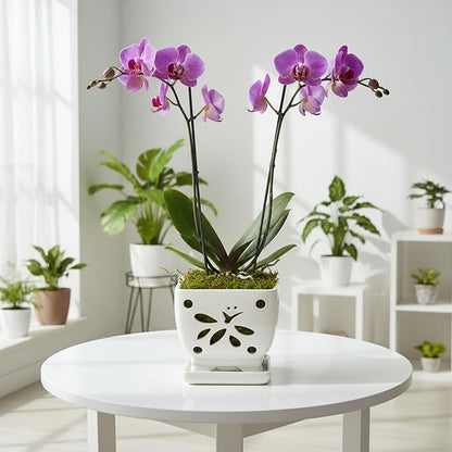 Orchid Pots with Holes Square Ceramic Orchid Planter Pots 5.5 inch (Cream)