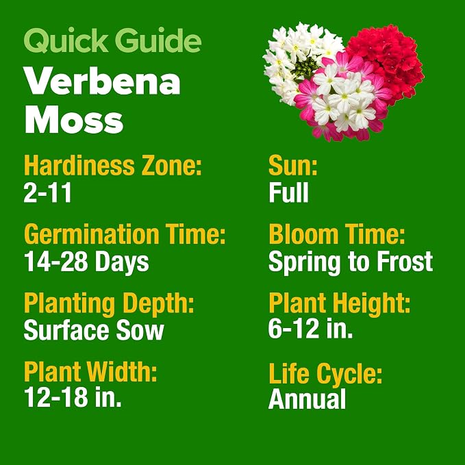HOME GROWN Verbena Moss Seeds - 6000+ Perennial Flower Seeds for Ground Cover - Heat-Tolerant Plant Seed for Outdoor Gardening, Walkways & Erosion Control - Attracts Pollinators (Verbena Tenuisecta)