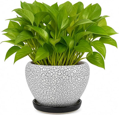 Deep Dream 6 Inch Plant Pots- Ceramic Planter Pot with Drainage Hole and Saucer, Round Flower Pot for Indoor Outdoor Succulent, Snake Plants and Cactus, Wood Crack Black
