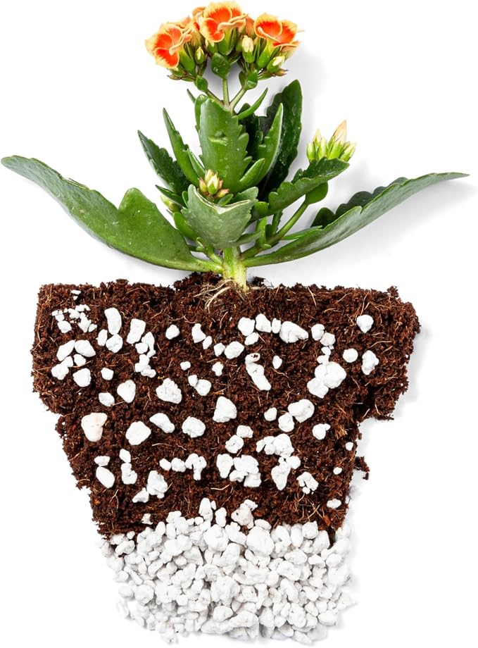 Perlite Bliss (8 Qts) - Organic Perlite for Plants Indoor Soil Amendment - Horticultural Perlite for Gardening & Seed Starting - Mixes Easily with Potting Soil, Vermiculite, & Coco Coir for Plants