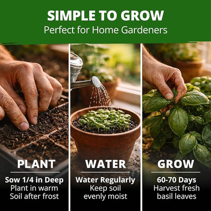 HOME GROWN Non GMO Italian Basil Seeds Bulk Pack 1,424 Sweet Large Leaf Basil Seeds for Planting and Heirloom Herb Seeds for Planting Indoors or Outdoors (Ocimum basilicum)