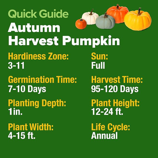 HOME GROWN Pumpkin Seeds 5 Variety Mix 40+ Heirloom Non-GMO, High Germination, Connecticut Field, Blue, White & Mini Pumpkins,Edible & Jack O Lanterns,Autumn Harvest,Ornamental Garden (Cucurbita pepo)