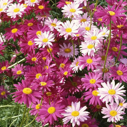 1000 Pyrethrum Seeds - Natural Mosquito Repellent Plants, Multi-Color Blooming Potted Flowers for Gardens, Cold-Hardy & Low-Maintenance