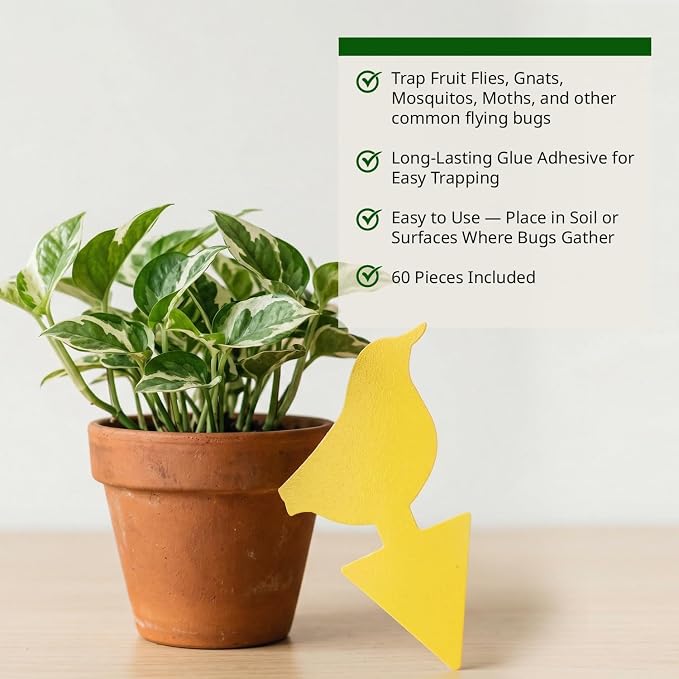 Kate's Home & Garden 60 Count Fruit Fly Traps for Indoors and House. Yellow Sticky Trap for Gnats, Mosquitos, Plants, Ants
