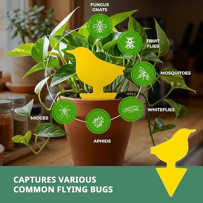 Kate's Home & Garden 60 Count Fruit Fly Traps for Indoors and House. Yellow Sticky Trap for Gnats, Mosquitos, Plants, Ants