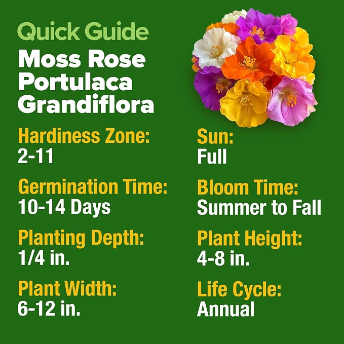 HOME GROWN 23,500+ Moss Rose Seeds (Bulk Pack) Annual Flower for Ground Cover - Heirloom Portulaca Seeds for Planting Outdoors - Great for Low-Maintenance Gardens (Portulaca grandiflora)