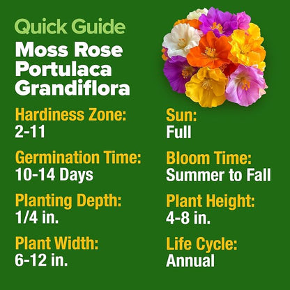 HOME GROWN 23,500+ Moss Rose Seeds (Bulk Pack) Annual Flower for Ground Cover - Heirloom Portulaca Seeds for Planting Outdoors - Great for Low-Maintenance Gardens (Portulaca grandiflora)