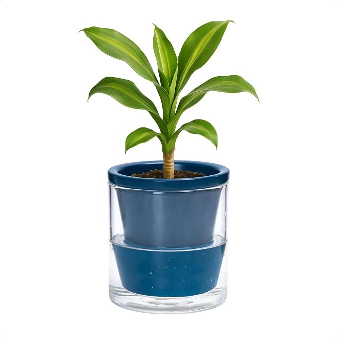D'vine Dev 4 Inch Design Self Watering Planter for Indoor Plants, Blue Terracotta Pot with Cylinder Glass Cup, 37-X-A-4