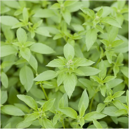 Seed Needs Basil Seeds Variety Pack of 8 Herbs for an Indoor Outdoor Garden