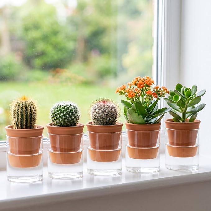 Baderke 2 Pcs 4 Inch Self Watering Pot for Indoor Plants Clear Glass Planter Small Plant Pot with Saucer Reservoir Drainage Holes Bottom Watering for African Violet Orchid Flowers (Terracotta Style)