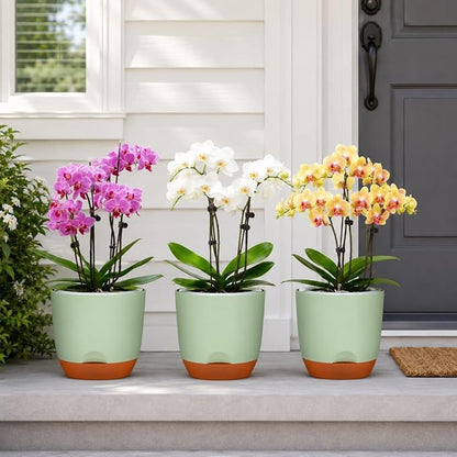 QCQHDU 5.7Inch Orchid Pots with Holes for Repotting, Double-Layer Plastic Self Watering Flower Pots for Indoor Plants with Drainage Holes, Clear Orchid Pot Match Decorative Orchid Container, 1 Pack