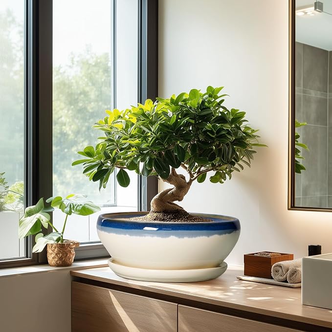 SQOWL Bonsai Tree Pots, 12 Inch Ceramic Succulent Planters, Blue-Beige | Large Bonsai Pot with Drainage Hole and Tray, Shallow Planter Indoor, Bowl Round Planter, Home Decor, Plant Lover Gifts