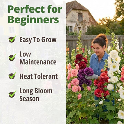 HOME GROWN Hollyhock Chaters Double Mix 2400 Seeds – Holly Hocks Seeds for Planting Spring 2026, Double Flower Hollyhock Seeds, Flower Seeds Perennial Outdoor Garden (Alcea rosea)