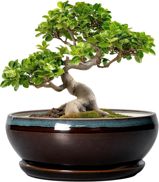 SQOWL Bonsai Tree Pots - 10 Inch Ceramic Succulent Pots with Drainage Hole and Saucer, Round Shallow Plant Pot Indoor Outdoor, Ceramic Bonsai Pot, Bowl Planter, Home Decor, Garden Gifts, Blue-Brown