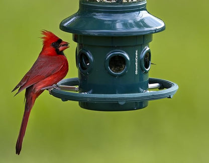 Squirrel Buster Plus Squirrel-proof Bird Feeder w/Cardinal Ring and 6 Feeding Ports, 5.1-pound Seed Capacity, Adjustable, Pole-mountable (POLE ADAPTOR SOLD SEPARATELY), Green | Squirrel-Proof Weight-Activated Shroud, Cardinal Ring, 6 Ports, 5.1 Lb Capa...