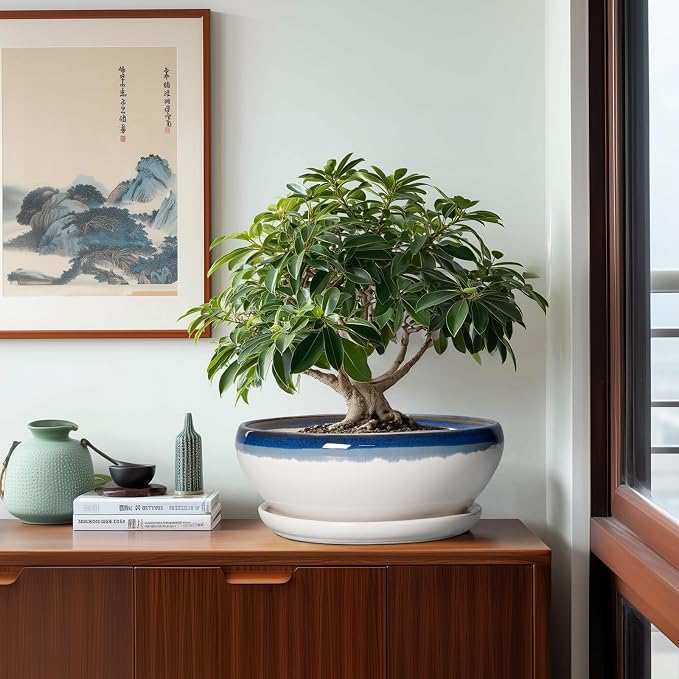 SQOWL Bonsai Tree Pots - 12 Inch Ceramic Succulent Planters, Large Bonsai Pot with Drainage Hole and Tray, Shallow Planter Indoor, Bowl Round Planter, Home Decor, Plant Lover Gift, Blue Off-White