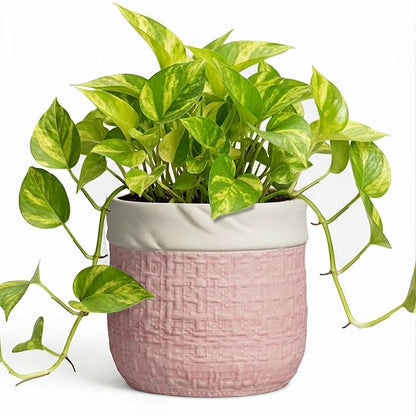 6 Inch Plant Pot - Ceramic Planter for Indoor Outdoor Plants, Round Decorative Planter with Drainage Hole and Plug, Boho Plant Pots, House Room Garden Decor, Plant Lover Gifts, Pink