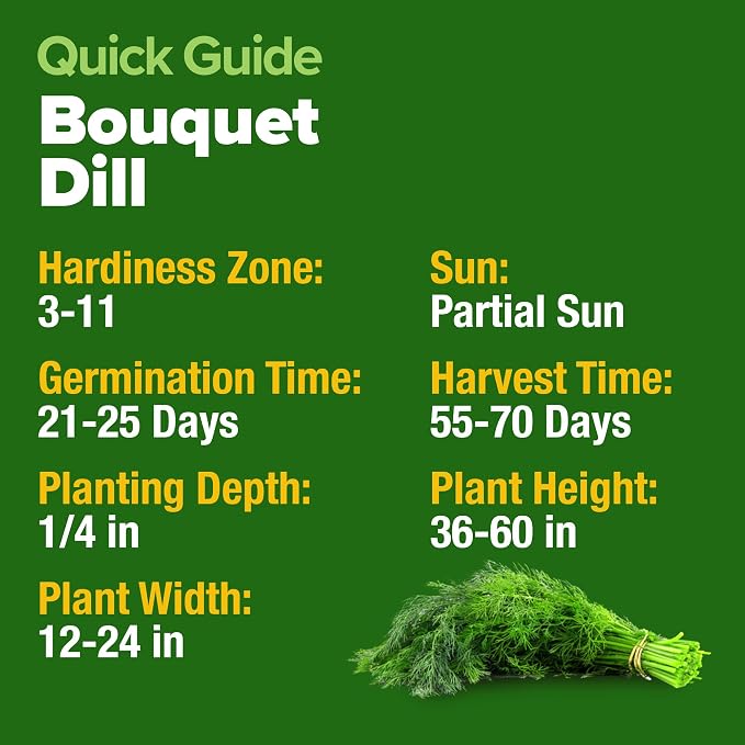 HOME GROWN Non GMO Dill Seeds for Planting 1,014 Bouquet Dill Seeds and Heirloom Herb Seeds for Planting Outdoors, Grow Your Fragrant Dill Herb Garden (Anethum graveolens)
