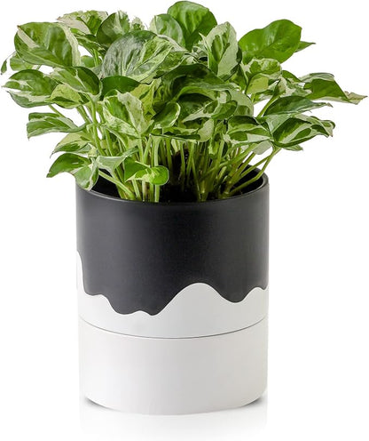 Nihow Ceramic Self Watering Plant Pot for Indoor Plants,6 Inch,Black White | Planter with Cotton Wick, Drainage Hole & Water Storage Plus, Cylinder Round Flower Pot, For Succulent/Herbs/Violets