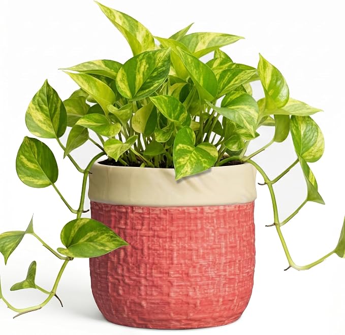 6 Inch Pots for Plants, Ceramic Planter, Round Flower Pots, Red | Boho Planter with Drainage Hole, Decorative Plant Pot for Indoor Plants, Office Desk Decor, Gardening Gifts for Women
