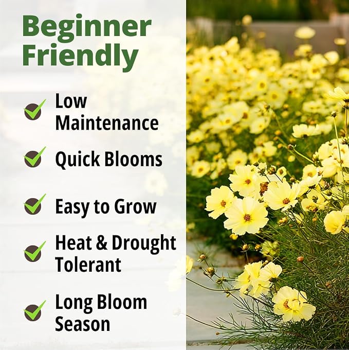 HOME GROWN Cosmos ‘Dwarf Lemon’ Seeds – 300 Dwarf Cosmos Flower Seeds for Planting, Compact Yellow Blooms, Heat Tolerant Annual for Outdoor Gardens (.2g) – Cosmos sulphureus ‘Dwarf Lemon’