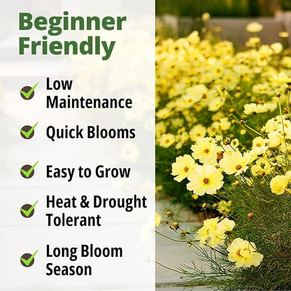 HOME GROWN Cosmos ‘Dwarf Lemon’ Seeds – 300 Dwarf Cosmos Flower Seeds for Planting, Compact Yellow Blooms, Heat Tolerant Annual for Outdoor Gardens (.2g) – Cosmos sulphureus ‘Dwarf Lemon’