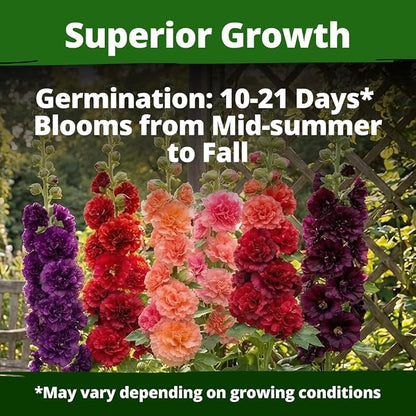 HOME GROWN Hollyhock Chaters Double Mix 2400 Seeds – Holly Hocks Seeds for Planting Spring 2026, Double Flower Hollyhock Seeds, Flower Seeds Perennial Outdoor Garden (Alcea rosea)