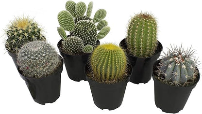 Altman Plants, Assorted Cactus Plants Live Succulents (6 Pack), Live Cactus Plant Lover Gifts, Cacti Succulents Plants Live Houseplants, Succulent Indoor Plants Live Plants in Cactus Soil Potting Mix