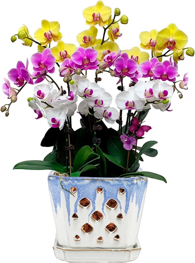 W&W Orchid Pot with Holes and Saucer for Repotting and Better Grow, Blue and White, 7"