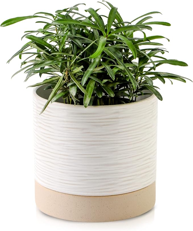 Nihow Ceramic Plant Pot,6 Inch Planter with Drainage Hole&Saucer for Indoor | Cream White & Brown,Indoor & Outdoor, Cylinder Round Flower Pot, For Succulent/Herbs/Violets