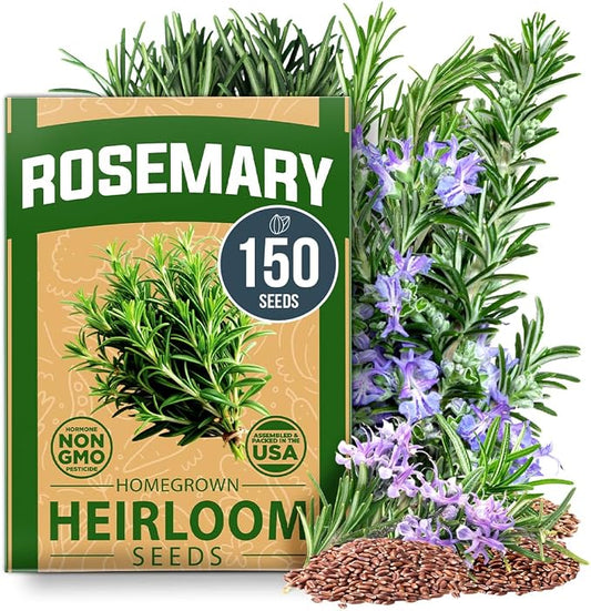 HOME GROWN Non GMO Rosemary Seeds Pack - 150 High Germinating Heirloom Herb Seeds for Planting in Indoor or Outdoor Herb Gardens (Salvia rosmarinus)