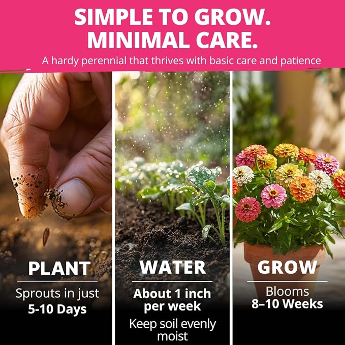 HOME GROWN Thumbelina Zinnia Seeds (1g) – 500 Dwarf Zinnia for Planting 2026, Spring Flower Seeds to Plant Outside, Easy Summer Garden Bloom for Containers & Borders (Zinnia elegans)
