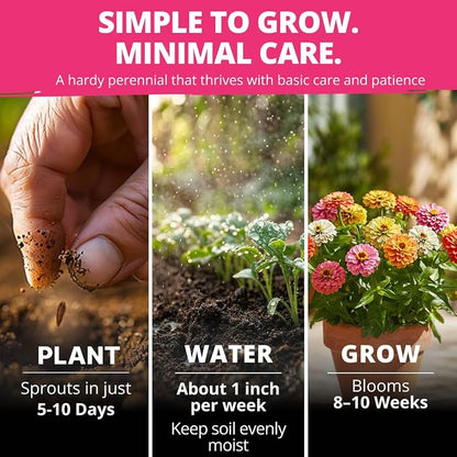 HOME GROWN Thumbelina Zinnia Seeds (1g) – 500 Dwarf Zinnia for Planting 2026, Spring Flower Seeds to Plant Outside, Easy Summer Garden Bloom for Containers & Borders (Zinnia elegans)