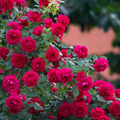 Jobe's Rose Fertilizer Spikes, Easy Plant Care Plant Fertilizer for Rose, Hydrangea, Hibiscus, Azalea, and Other Flowering Shrubs, 10 Count