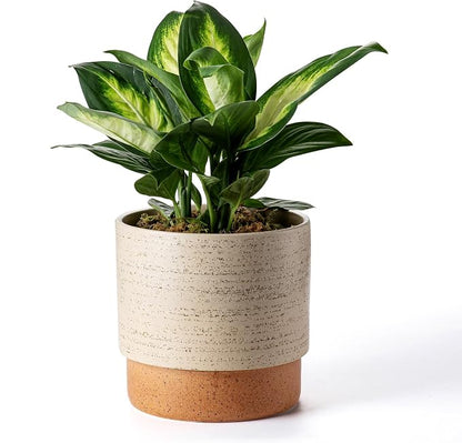 8 Inch Ceramic Self Watering Planter with Drainage Hole, Brush | Indoor Plant Pot with Water Storage Plus - for African Violet, Herbs & Pothos - Home & Office Decor, Cylinder Round