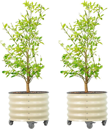 Rolling Metal Citrus Tree Planter Pot, 21″ Round Planter Box for Porch Patio & Backyard, 20 Gallon Large Planter Pot with Wheels for Growing Olive Trees Tomatoes Vegetables Flowers, 2 Pack Pearl White