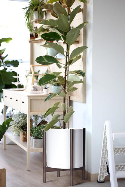D'vine Dev Plastic Pot with Walnut Wood Stand, White, 12 in, 55-C-O-1 | Mid-Century Inspired Design, Elevated Plant Display, Clean Lines, Sturdy Support, Modern Space-Saving Style